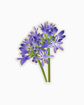 Catchup no.5: flower sticker cornflower